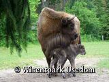 Ausflugstipp: Wisentpark Usedom