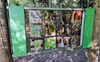 Entdeckerpfad "Biologische Vielfalt" - Station 9 - Baumkunde-Memory