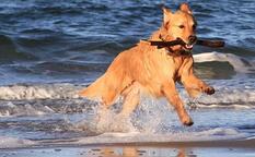 Ostseeurlaub mit Hund